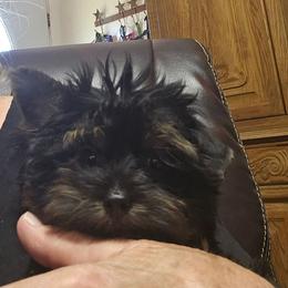 Dolly - Blue and gold female Yorkshire Terrier puppy in Dayton, Ohio from Little Yorkie Babies