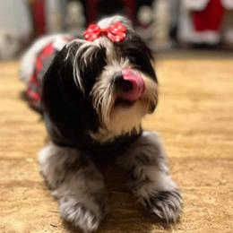 Lizzy - Shih Tzu