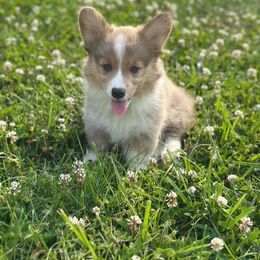 Yellow collar - Sable female Pembroke Welsh Corgi puppy in Illinois from Cardinal Corgis