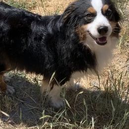Aussiedoodles, Australian Shepherds, Miniature Australian Shepherds, and Poodles from Albright Hobby Farm