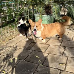 Cardigan Welsh Corgi Puppies from Fairy Tail Cardigan Welsh Corgi's