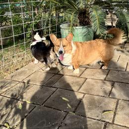 Cardigan Welsh Corgi Puppies from Fairy Tail Cardigan Welsh Corgi's