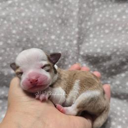 Chip - Merle male Chihuahua puppy in El Paso, Texas from JVJ Chihuahua