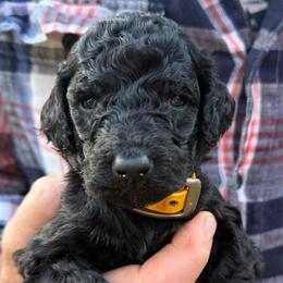 Baby Ruth - Black female Poodle puppy in St. Johnsbury, Vermont from Poodles of the Northern Woods