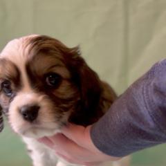 Cavachon Puppies from Cute, Colorado Cavachons