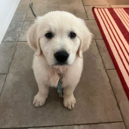 Golden Retriever Puppies from Nina's Golden hour