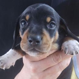 Mudslide - Black and tan male Dachshund puppy in Bigfork, Minnesota from Long Ears and Long Dogs Ranch