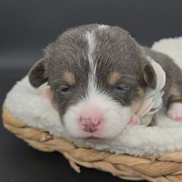Marlowe(Crinkle) - Blue female Pembroke Welsh Corgi puppy in Dickeyville, Wisconsin from J&R Shepherds & Corgis