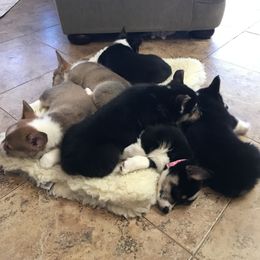 Pembroke Welsh Corgi Puppies from Off Road Ranch Corgis