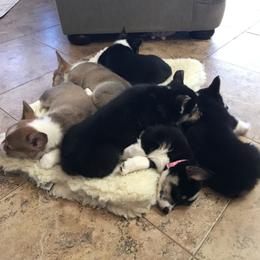 Pembroke Welsh Corgi Puppies from Off Road Ranch Corgis