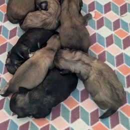 Lhasa Apso Puppies from Lots of Lhasa Love
