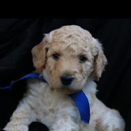 Goldendoodle Puppies from Bee At Ease Farm & Kennel