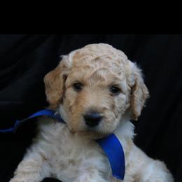 Goldendoodle Puppies from Bee At Ease Farm & Kennel