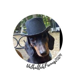 Loki - Dachshund