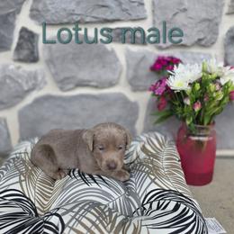 Lotus - Silver male Dilute Retriever puppy in New Providence, Pennsylvania from Southernend Silvers
