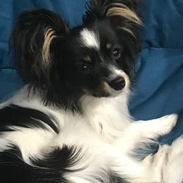 Papillons from DejaVu Papillons
