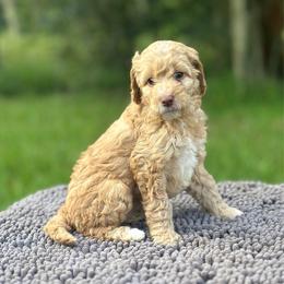 Cadence - Apricot female Goldendoodle puppy in Sanderson, Florida from Serenity Goldendoodles