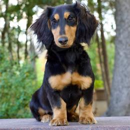 Doc - Dachshund
