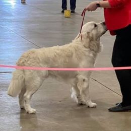 Ricky - Golden Retriever