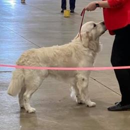 Ricky - Golden Retriever