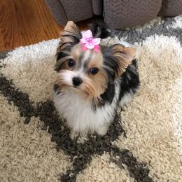 Biewer Terrier Puppies from Imperial BabyDoll Biewers