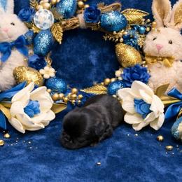 Black Boy - Black male Pug puppy in Tulsa, Oklahoma from Locust Creek Pugs