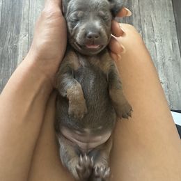 Dachshund Puppies from Harrison Farm