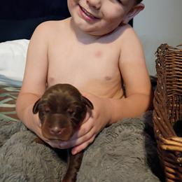 Navy blue Red boy number five - Black and rust male Doberman Pinscher puppy in Antioch, Tennessee from Aiba Doberman's