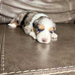Ms. Teal - Blue merle female Australian Shepherd puppy in Jacksonville, Florida from Autumn's Aussies