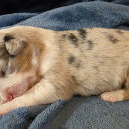 Girl 2 - Red merle female Australian Shepherd puppy in Big Lake, Minnesota from Ninerpacker Aussies