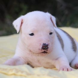 Happy - Red brindle male American Staffordshire Terrier puppy in Guilford County, North Carolina from Explicit Kennel