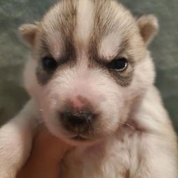 Nutmeg (purple) - Gray and white female Siberian Husky puppy in Elk River, Minnesota from Naturez Siberians