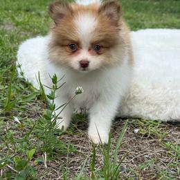 Bambi Biscuit - Cream sable parti male Pomeranian puppy in North Naples, Florida from Moon Ranch Puppies