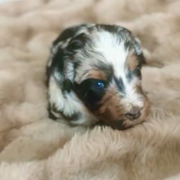 Calypso - Blue merle female Aussiedoodle puppy in Norco, California from DLT MiniAussie
