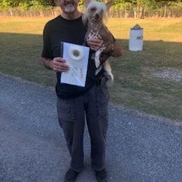 Emerald - Chinese Crested