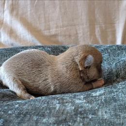 Baby Latte - Blue fawn male Chihuahua puppy in Weatherford, Texas from Small and Mighty Chihuahuas