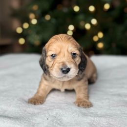 Dancer - Cream male Dachshund puppy in Kingman, Arizona from Diddle Bros Dachshunds
