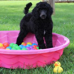 Girl 4 - Parti female Poodle puppy in China Grove, North Carolina from Masquerade's Standard Poodles of North Carolina