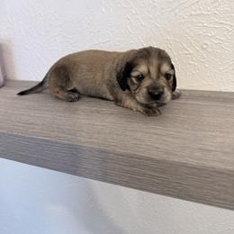 Brownie - Cream male Dachshund puppy in Fort Worth, Texas from The Holloway Dachshunds