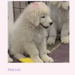Pink Girl - White female Maremma Sheepdog puppy in Kings County, California from Prancing Pony Farm Maremma Sheepdogs