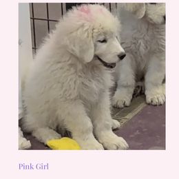 Pink Girl - White female Maremma Sheepdog puppy in Kings County, California from Prancing Pony Farm Maremma Sheepdogs