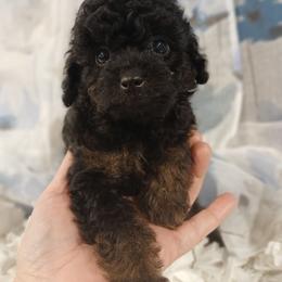 Kaleidoscope's Golden Dune - Black male Whoodle puppy in Andalusia, Alabama from Kaleidoscope Kennels