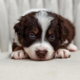 Star AKC - Red tri-color female Australian Shepherd puppy in Polk City, Florida from Skaky Shepherds
