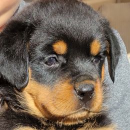 Rottweiler Puppies from Vom Hirschman Rottweiler
