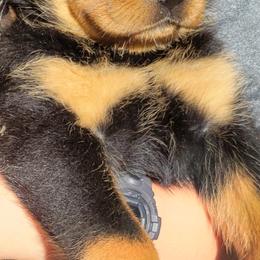 Rottweiler Puppies from Vom Hirschman Rottweiler