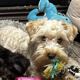 Maizie - Miniature Schnauzer