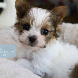 Valor - Tan and white male Yorkshire Terrier puppy in Austin, Texas from H6 Yorkies