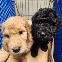 Goldendoodle Puppies from Hadie's Doodles