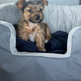Charlie - Gold male Yorkshire Terrier puppy in Tucson, Arizona from Neptune Cove