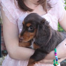 Precious - Chocolate and tan female Dachshund puppy in Wichita, Kansas from Lauren's Dachshunds